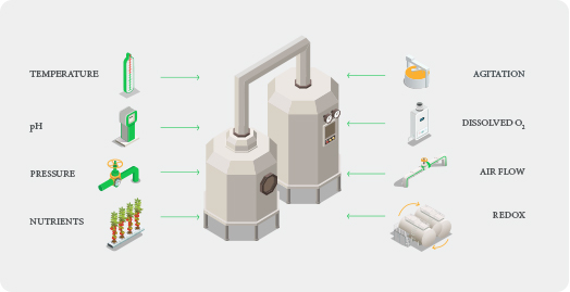 Fermentation process